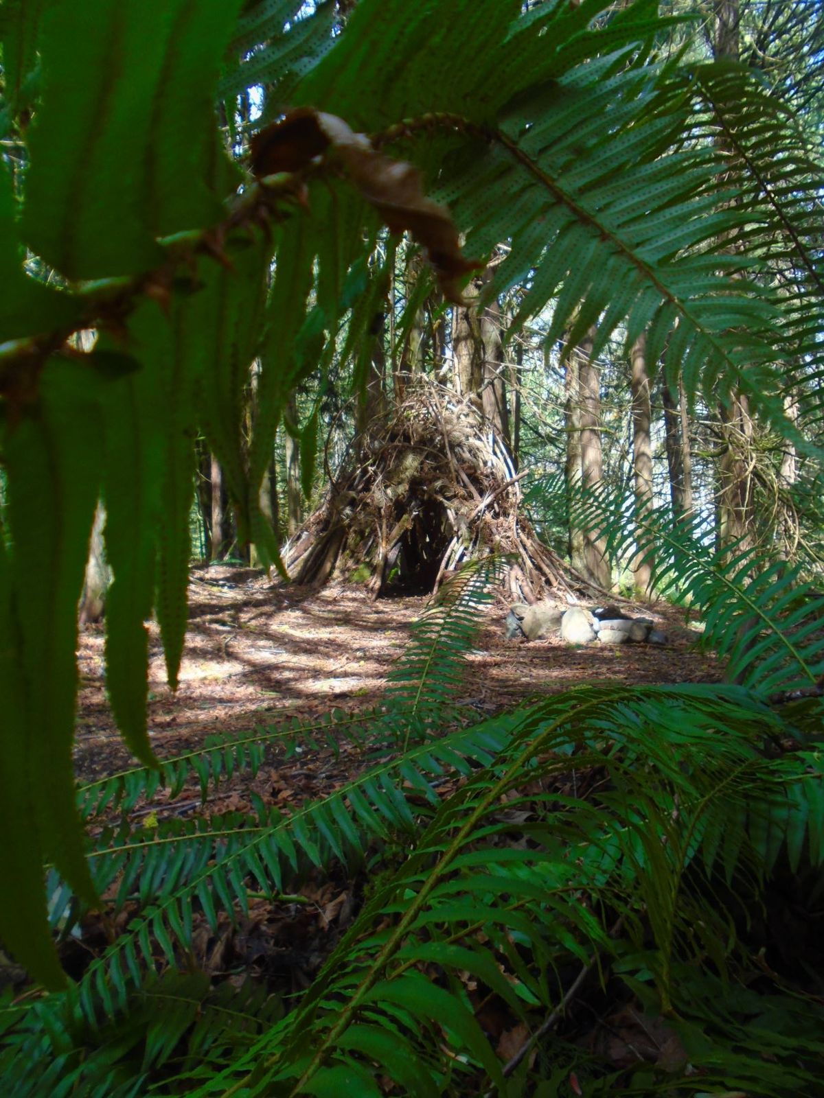 A hut woven from branches in a cedar grove, seen through sword ferns